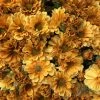 TheHolidayBarn.com Golden Yellow Mum Bunch New!
