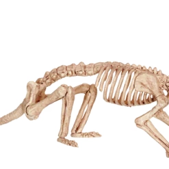 Seasons USA Rat Skeleton